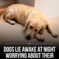 Dogs at 1am: “Am I really a good boy?”