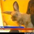 pobre conejo