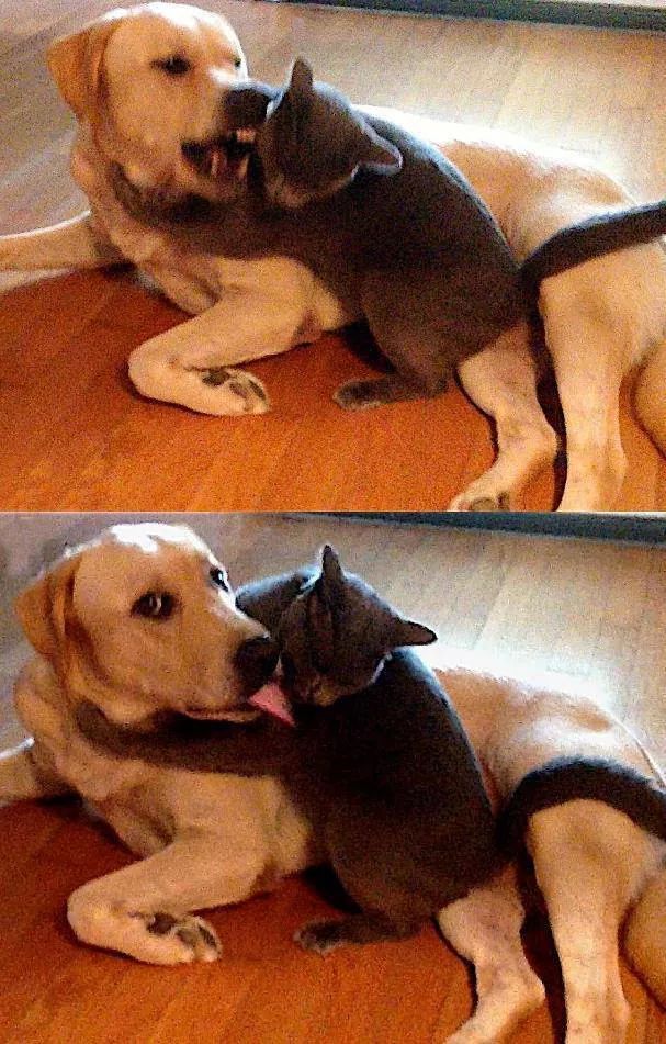 chien et chat ... - meme