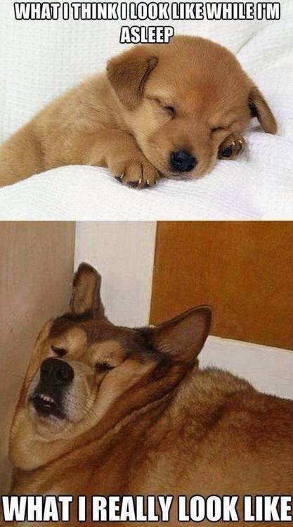 dogs - meme