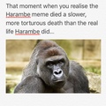 dicks out for the Harambe meme y'all forgot about