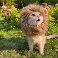Gato leon