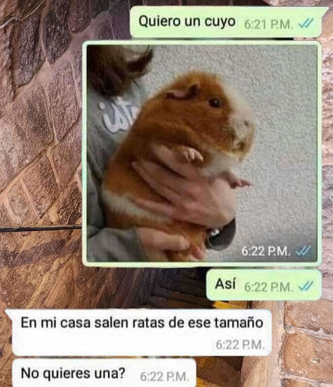 meme de una cobaya