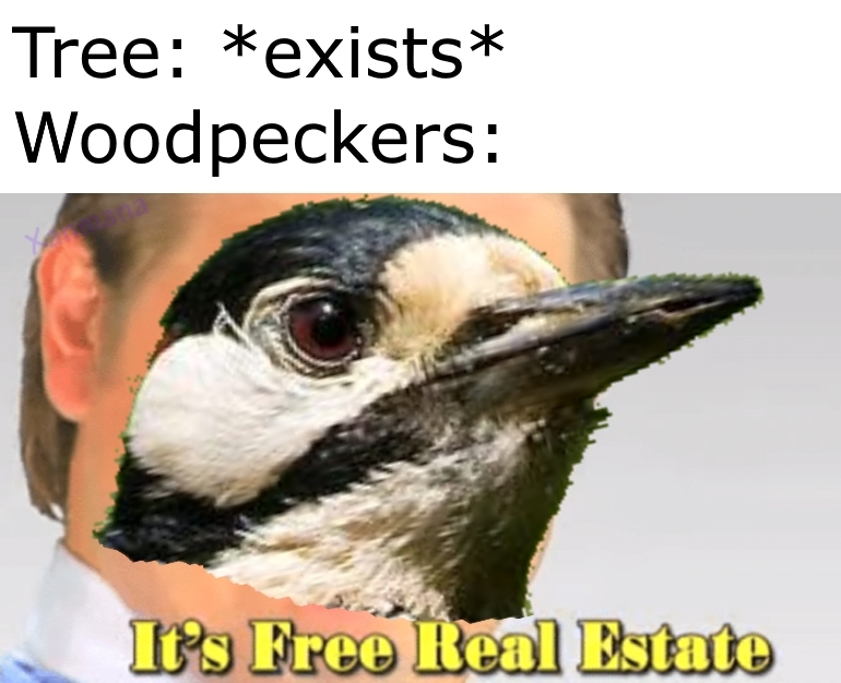 Damn woodpeckers - meme