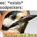 Damn woodpeckers