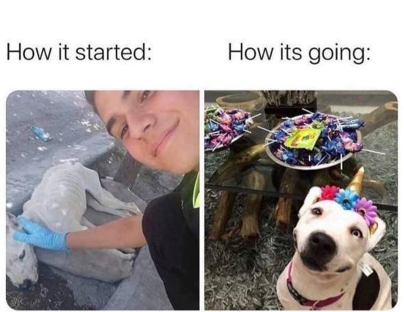 How it started: Netflix. How it’s going: still buffering - meme