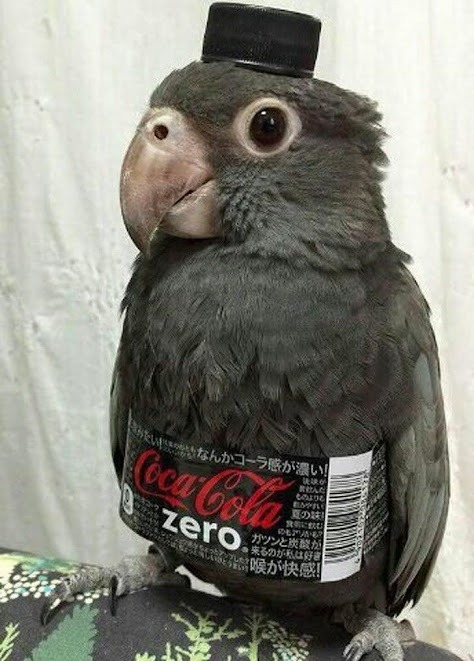 Coke-bird - meme