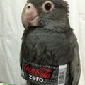 Coke-bird