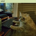 Cat googling