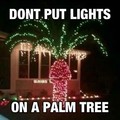 Do put lights on a palm tree