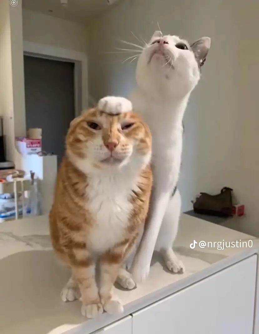 Yo y mi compa que mide 1.50 - Meme by sanson99 :) Memedroid