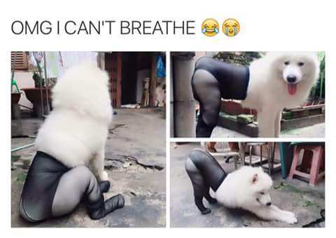 Sexy Doggo - meme