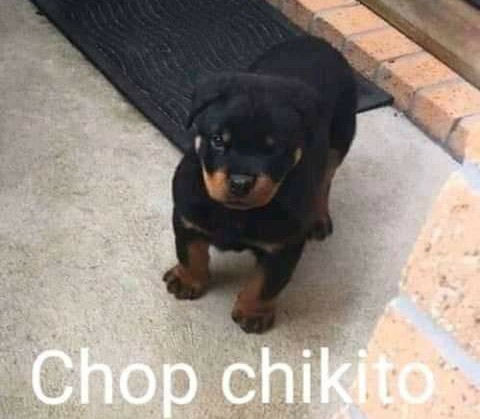 Chop chikito - meme