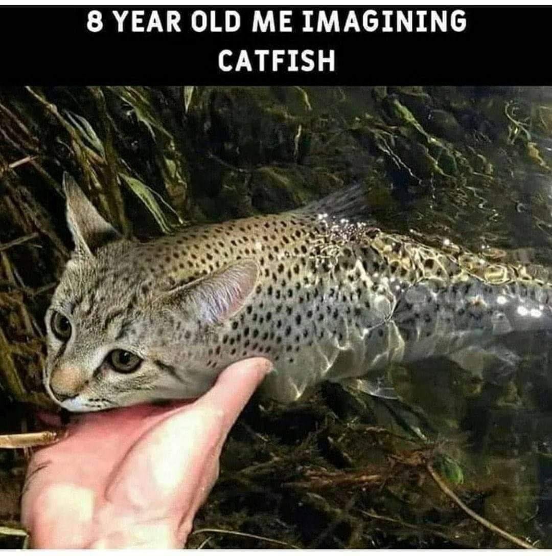 catfish - meme