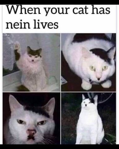 Is it meme you're looking for 9 (nein )