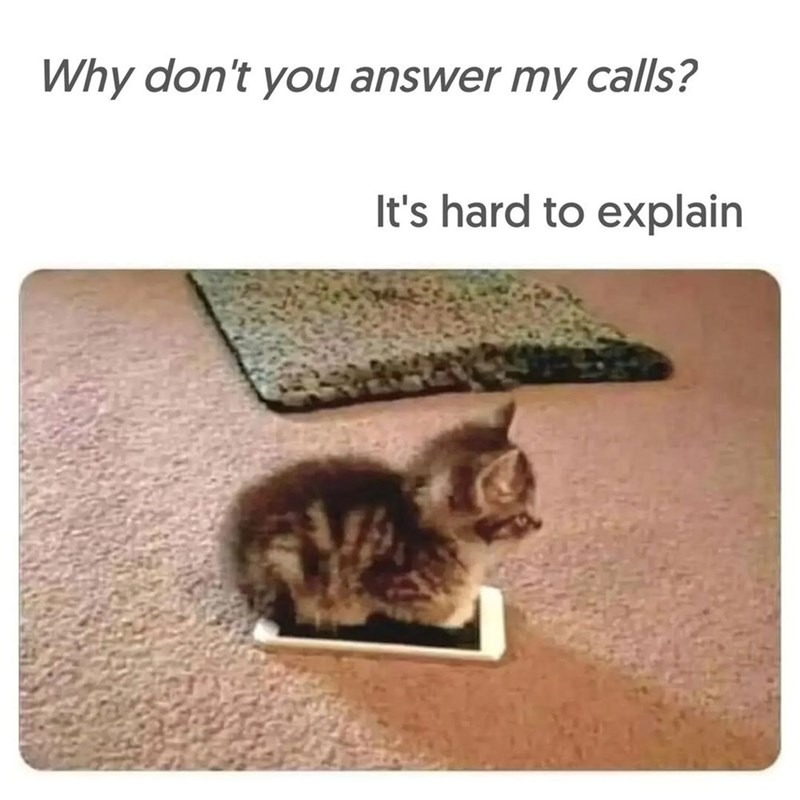 Phone-cat - meme