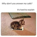 Phone-cat