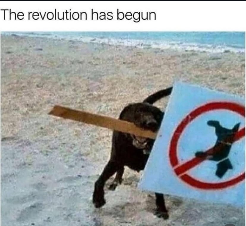 Down with the Cats!! Treats for ALL dogs!! - meme