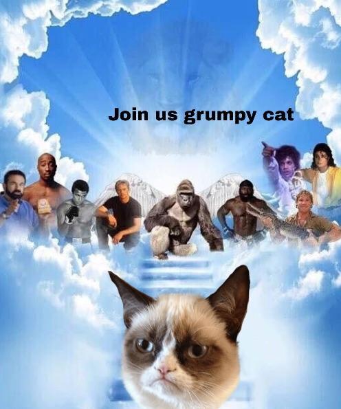 R.I.P. Grumpy cat - meme