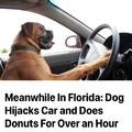Florida man’s pet Florida dog