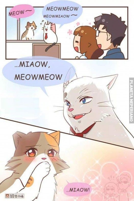 meow meow meow meow meow meow - meme
