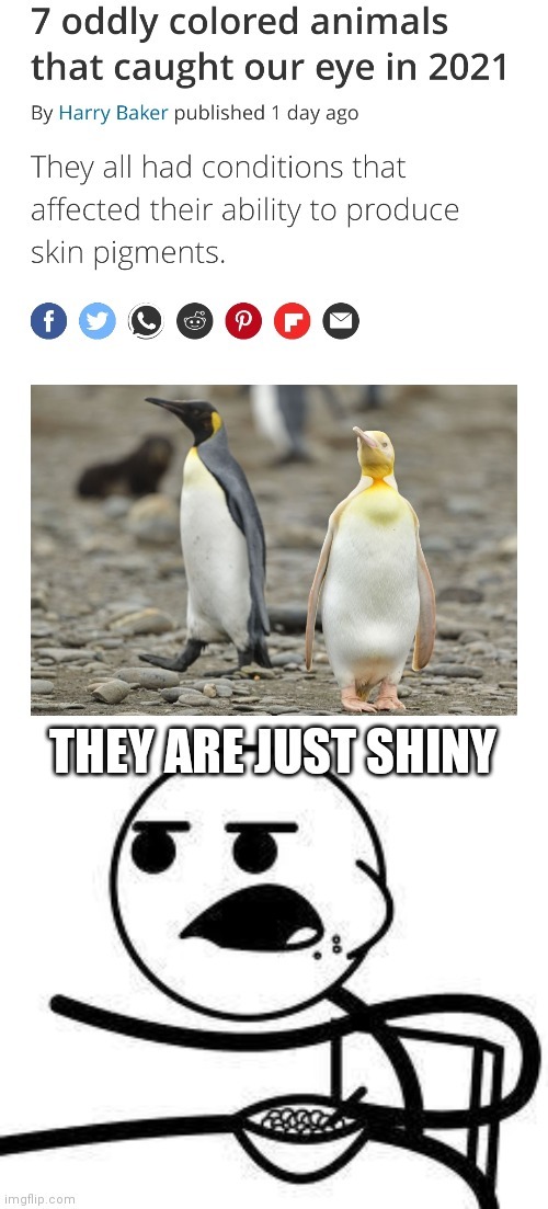 Nobody ever is this calm when they see a wild shiny - meme