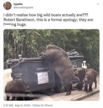 Wild boars are huge - meme