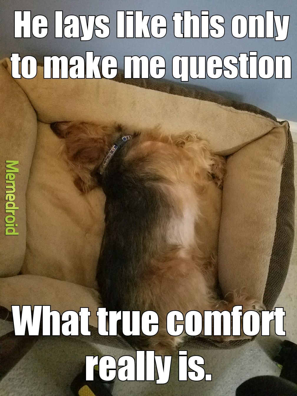 Zeke. Yorkie-Chihuahua mix. To note; He could lay perfectly flat and straight if he'd lay lengthways to the bed. - meme