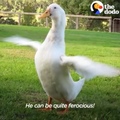 Duck asserts dominance