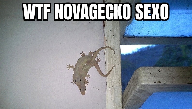 Novagecko sexo - meme