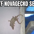Novagecko sexo
