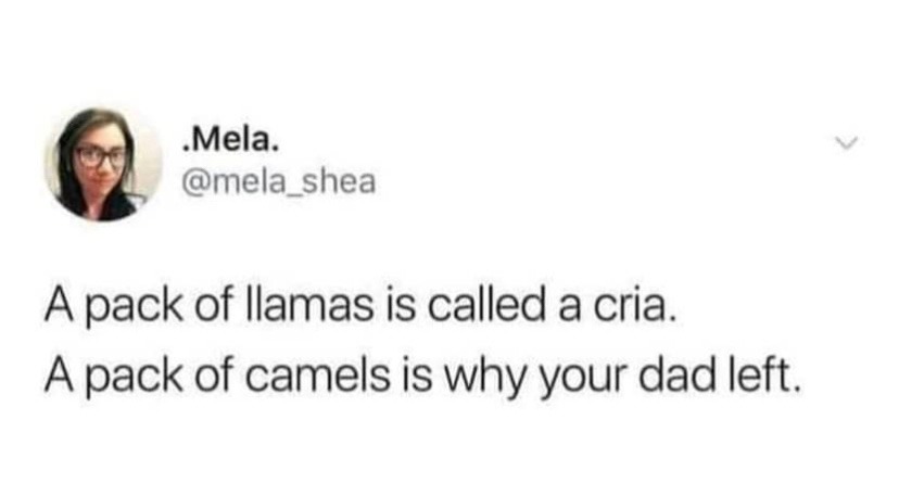 camels - meme