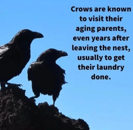 Did you know this about crows? - meme