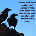 Did you know this about crows?