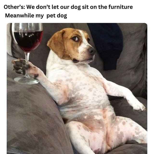 My dog owns this couch now. I just pay rent - meme