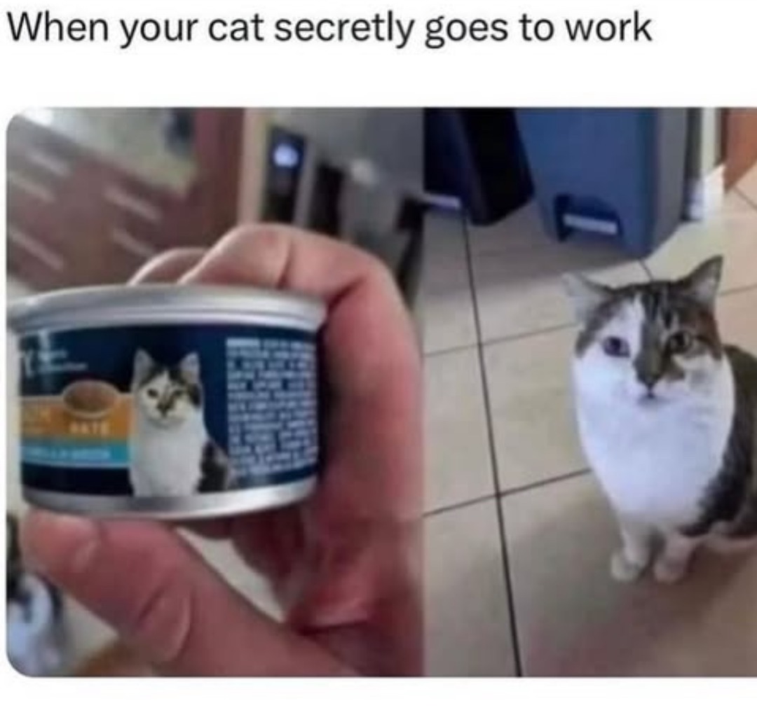 ﻿When your cat secretly goes to work I