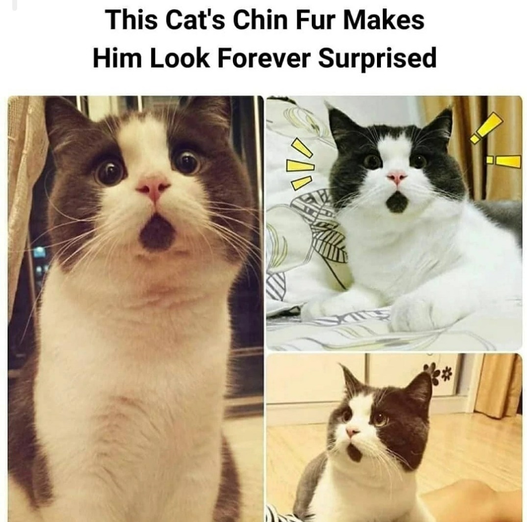 surprised catty - meme