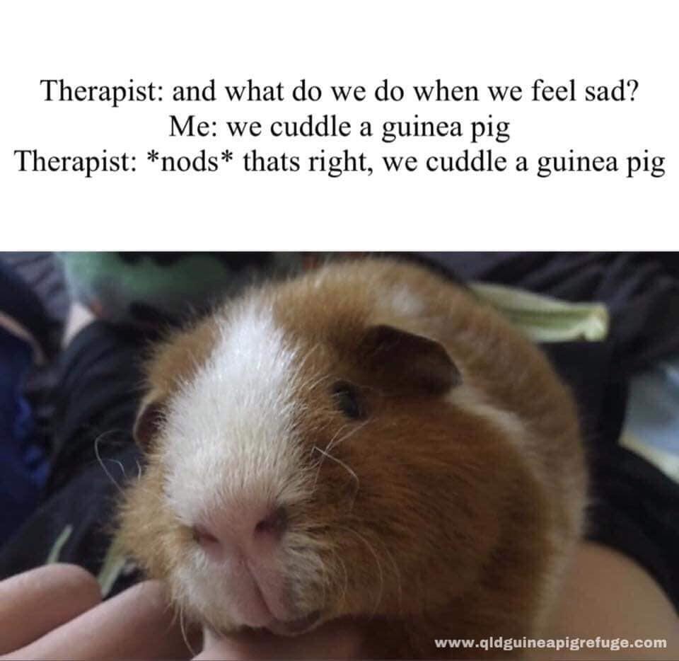 Why pay for a therapist - meme