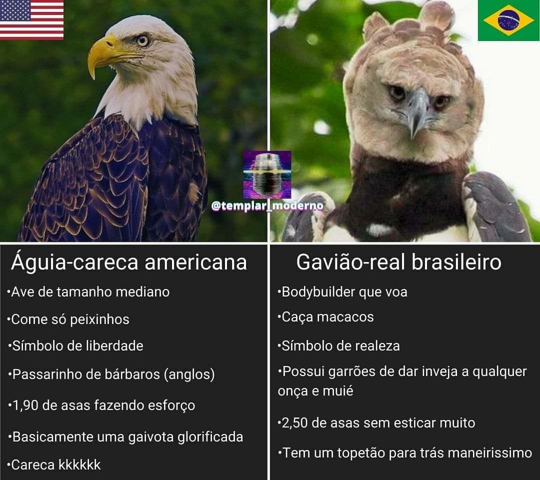 Águia Calva vs Gavião Com Topete - meme